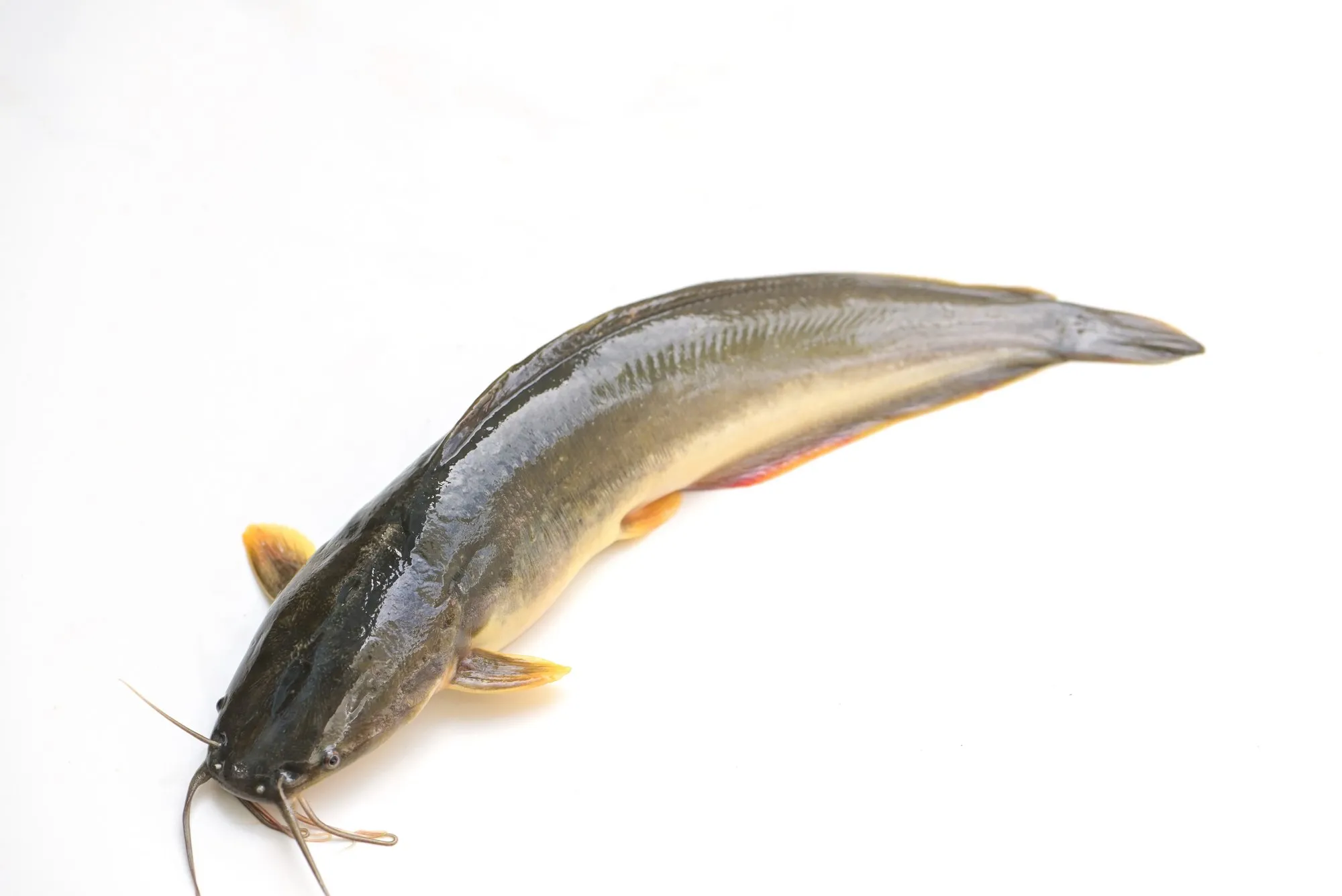 Poissons-chats frais recoltes des etangs de Dynagric