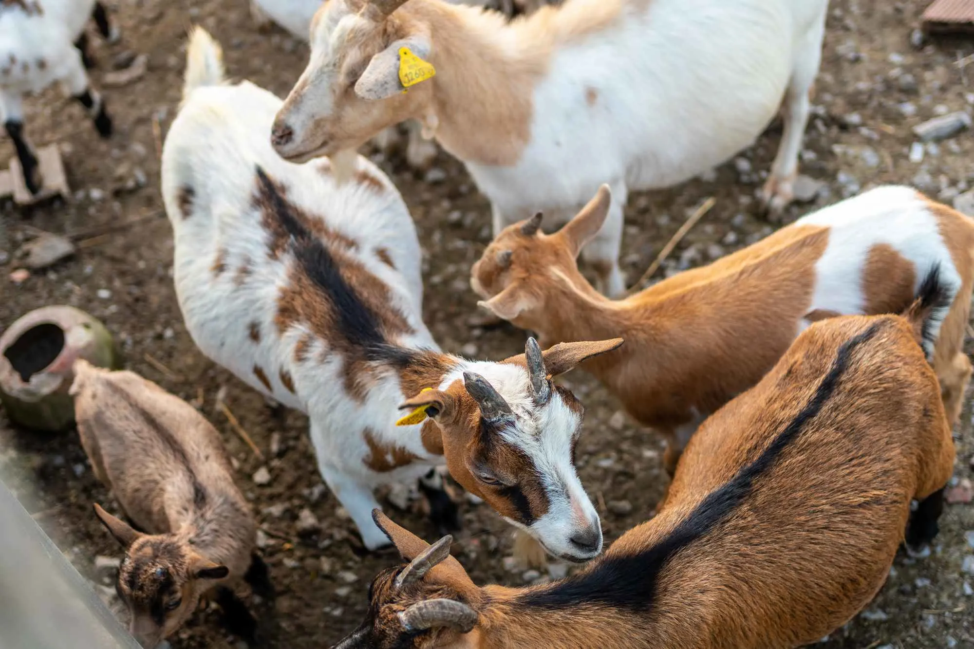 Chevres a la ferme