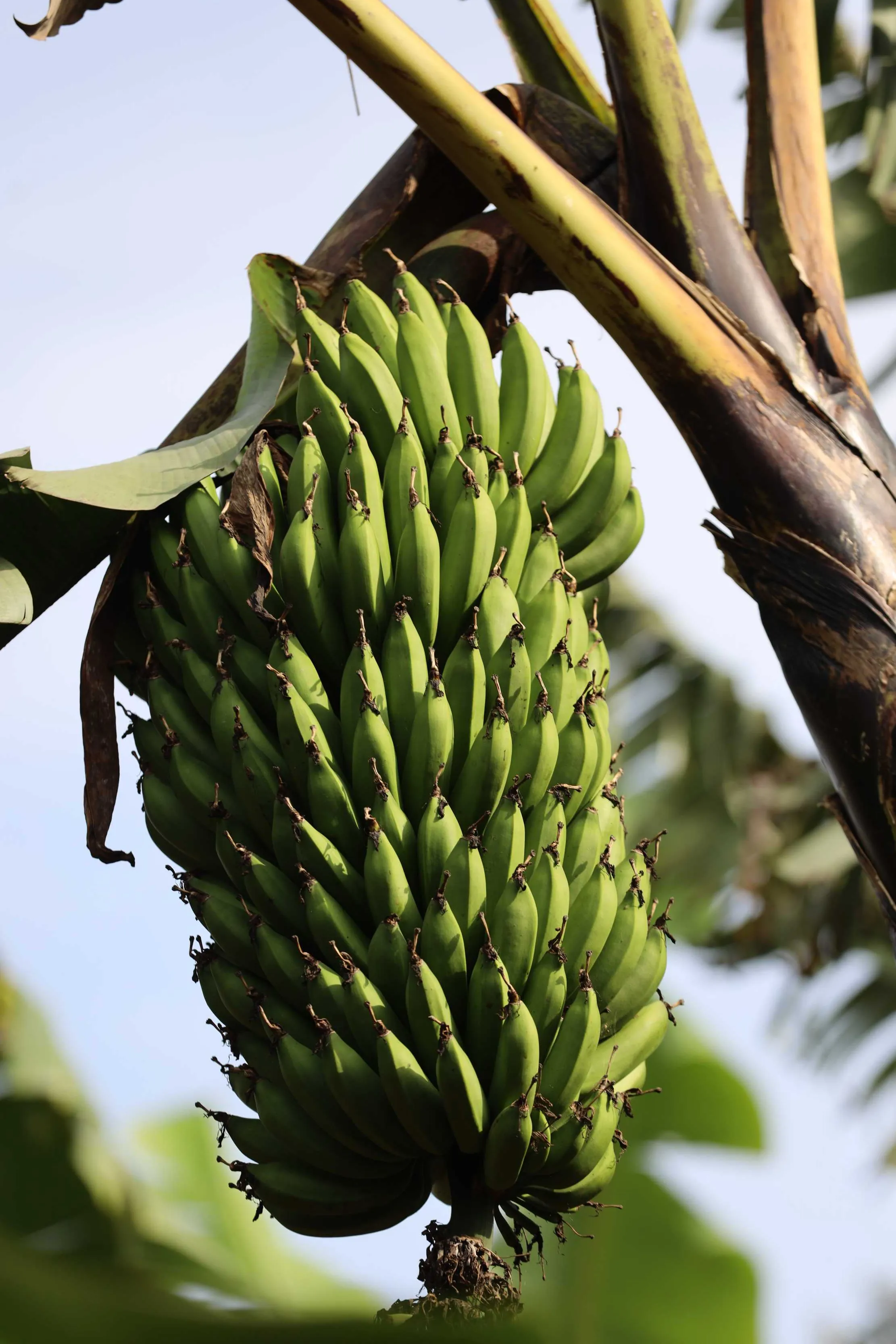 Plantation de matooke luxuriante