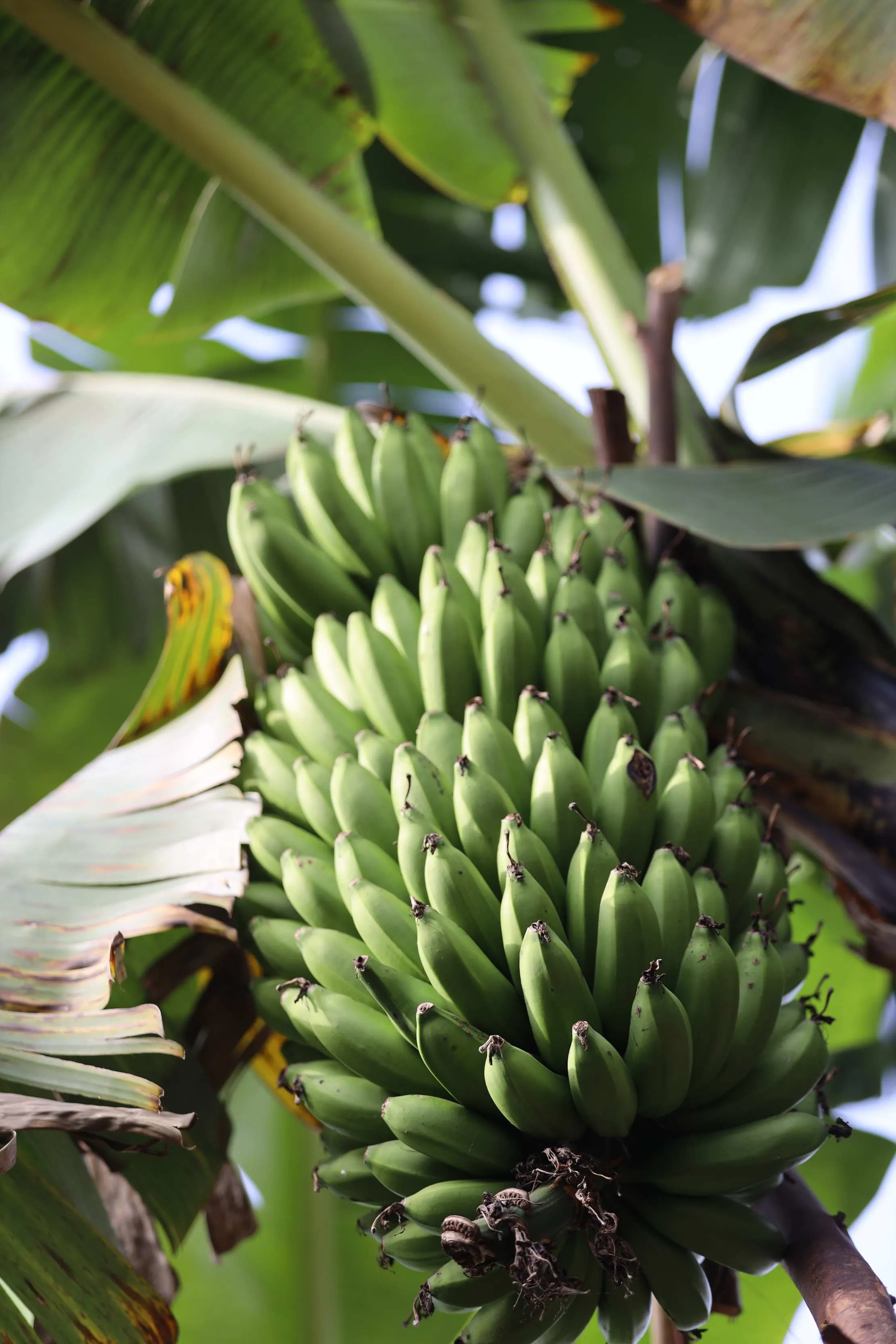Regime de matooke en maturation