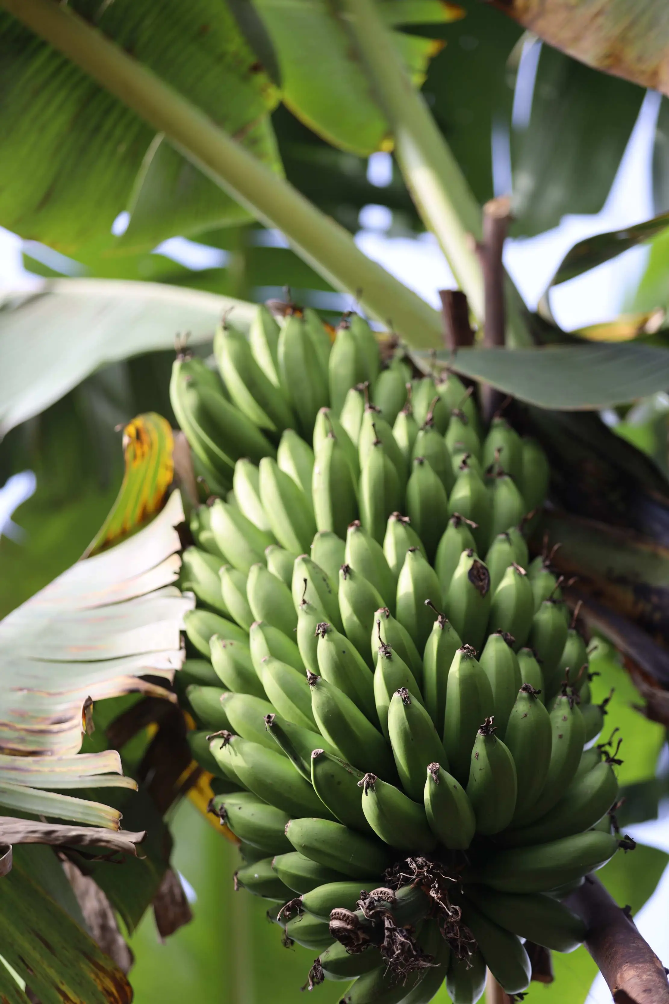 Plantation de bananes matooke a la ferme biologique Dynagric, Bushenyi
