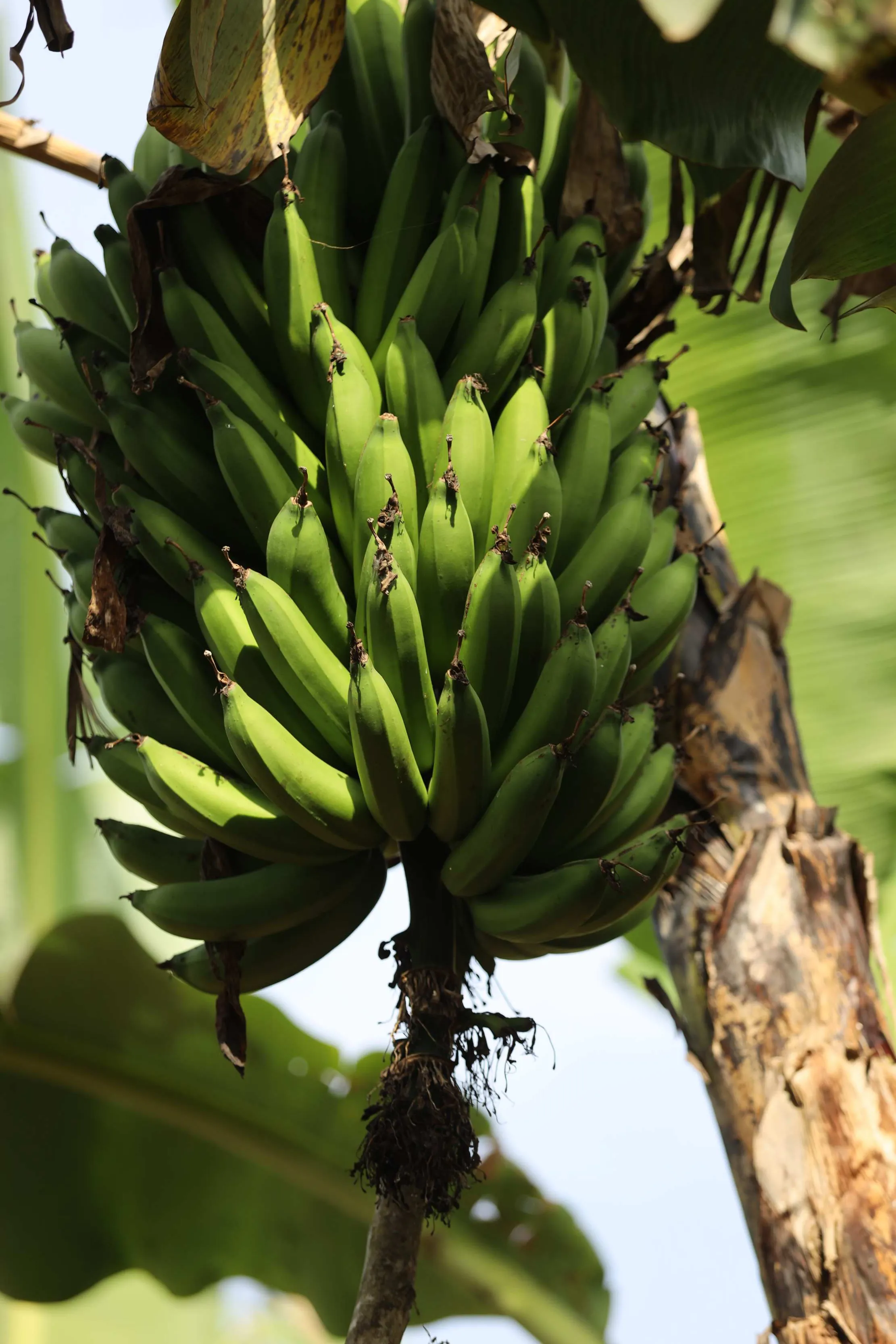 Plantation de bananes a la ferme Dynagric Ecotours a Bushenyi, ouest de l'Ouganda