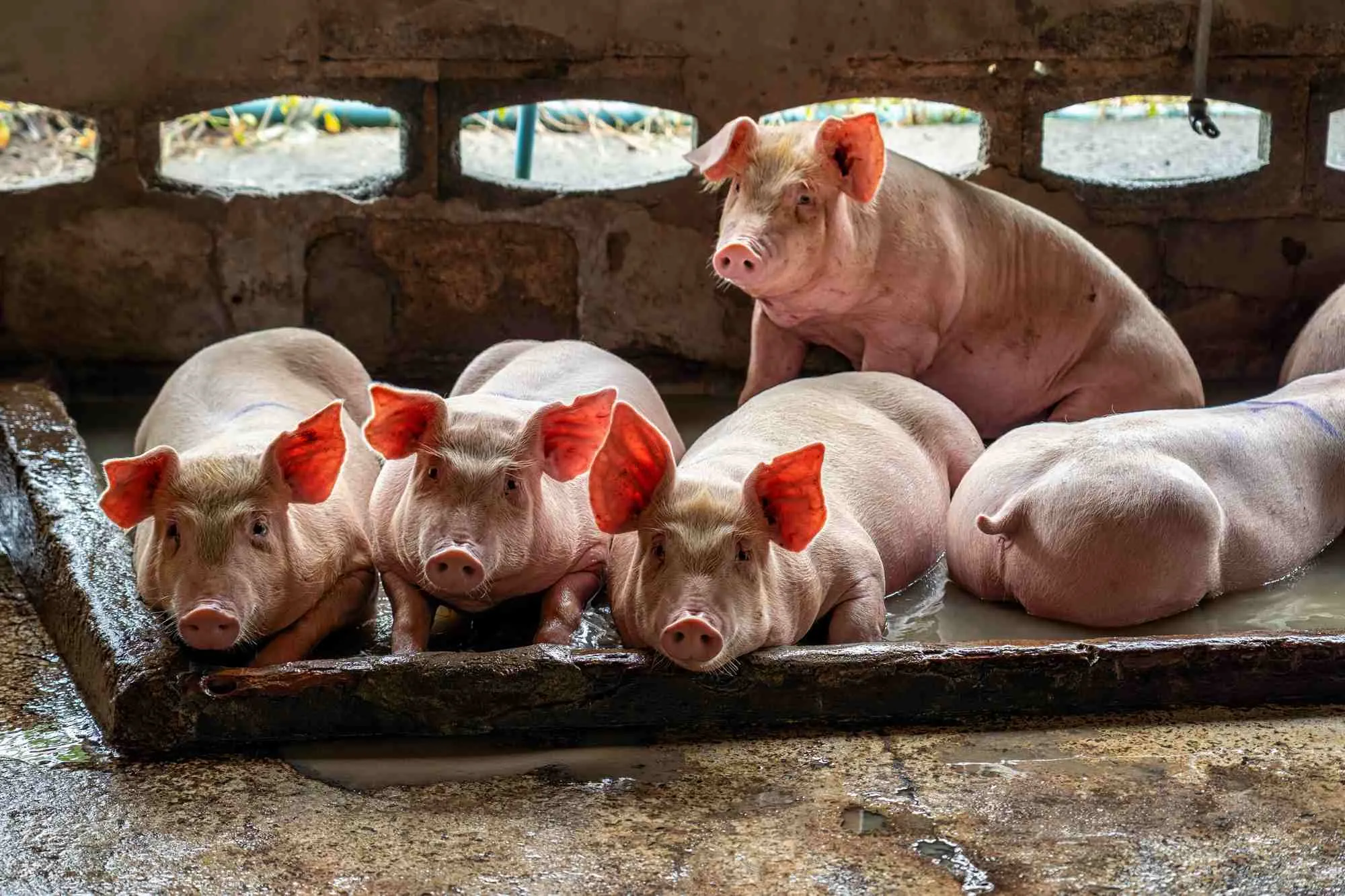 Porcherie a la ferme Dynagric Ecotours