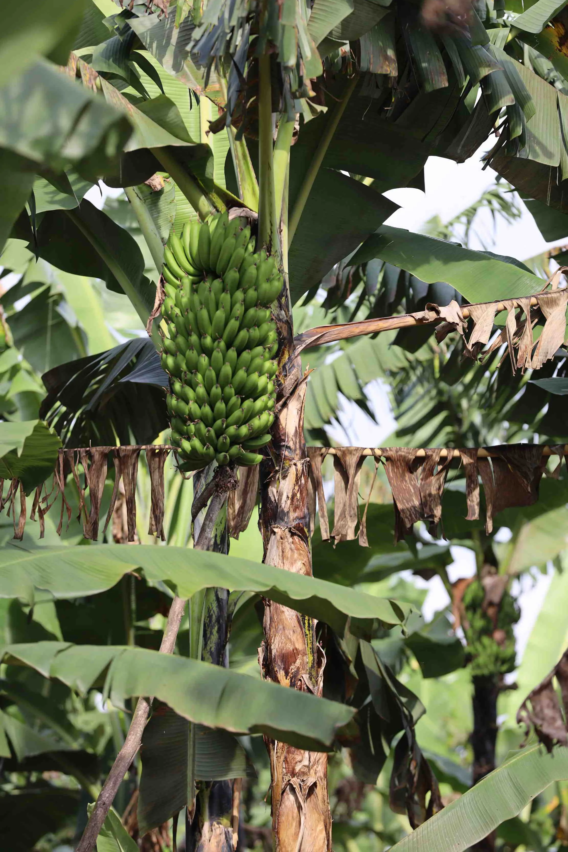 Magnifique regime de bananes en gros plan