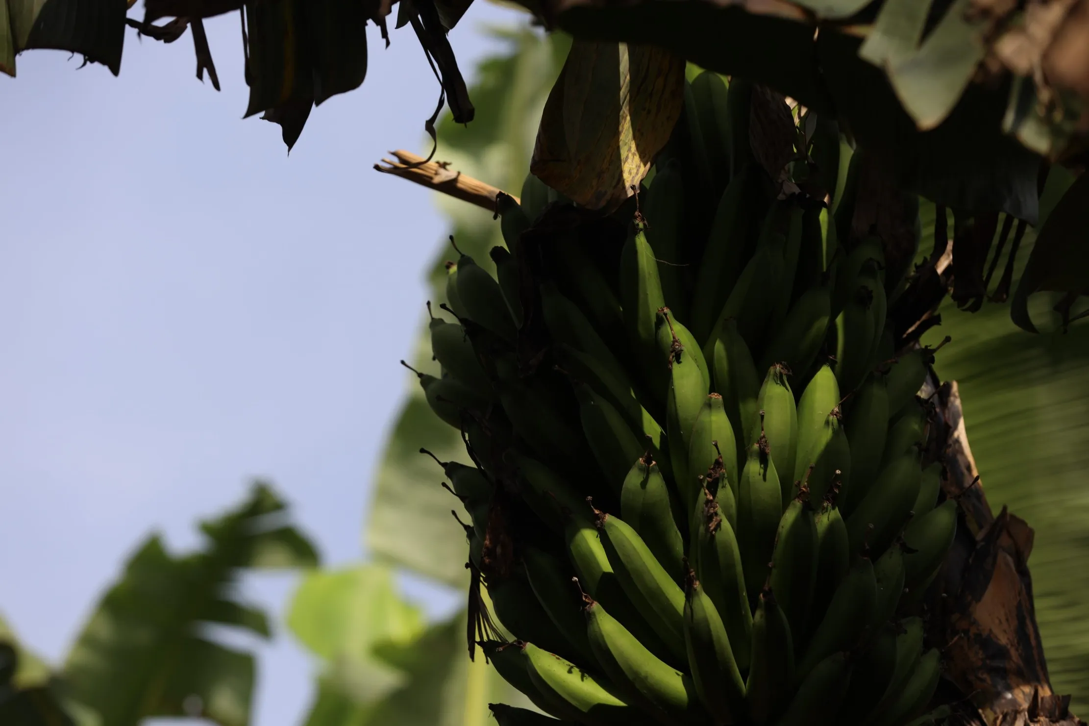 Regime de bananes mures sur le plant