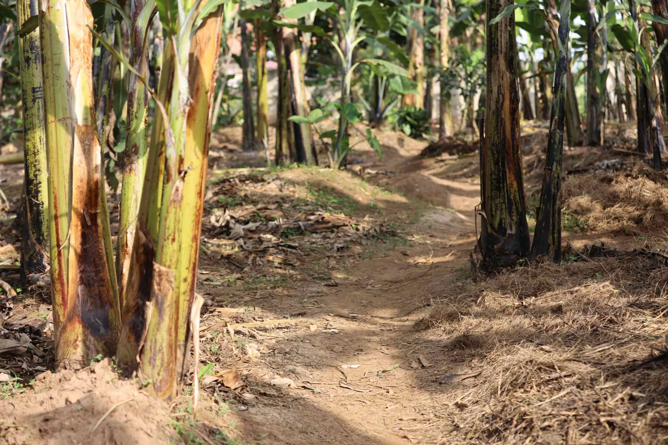 Plantations de bananes a la ferme Dynagric a Bushenyi