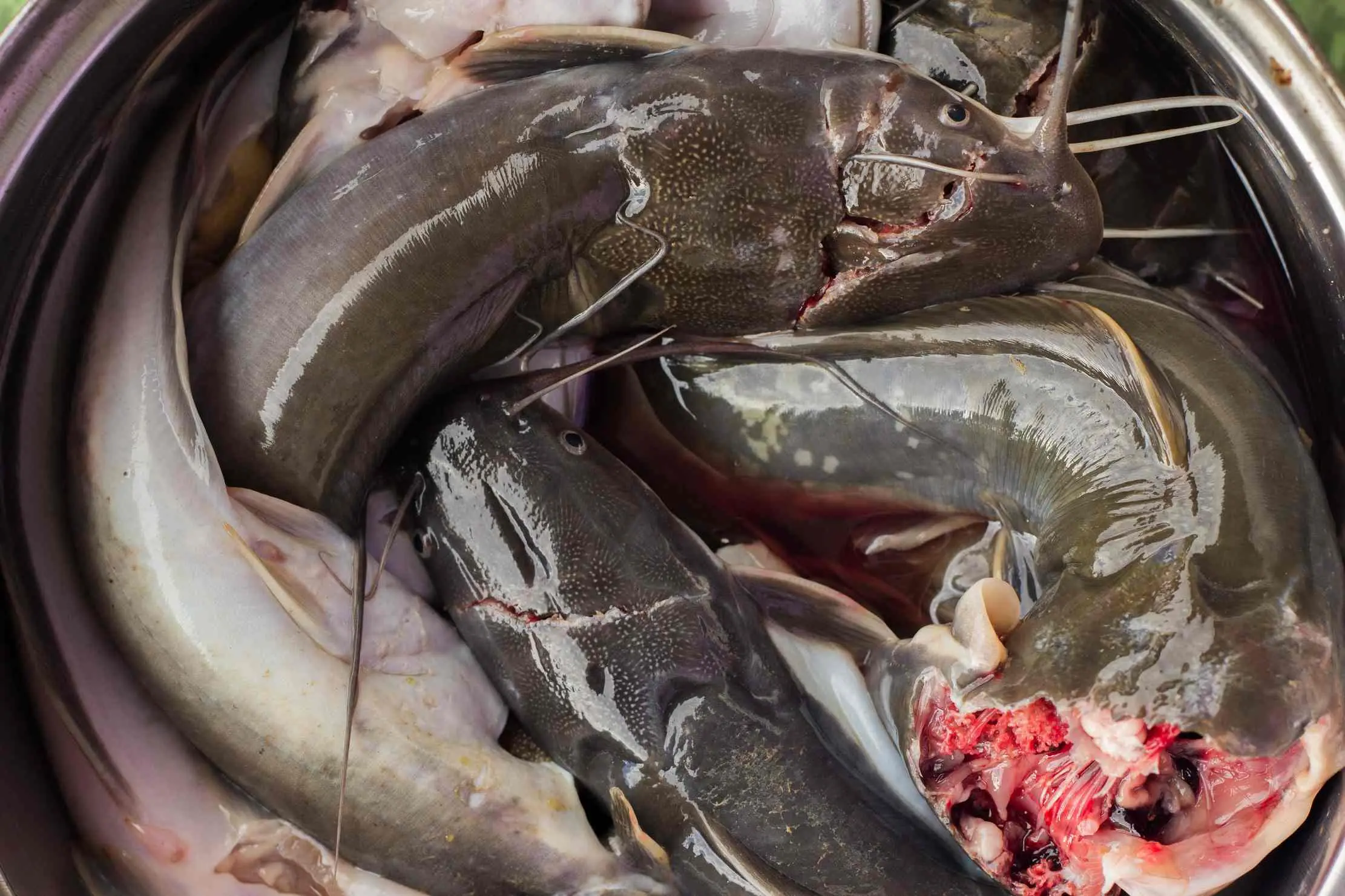 L'Economie de l'Elevage du Poisson-Chat dans l'Ouest de l'Ouganda