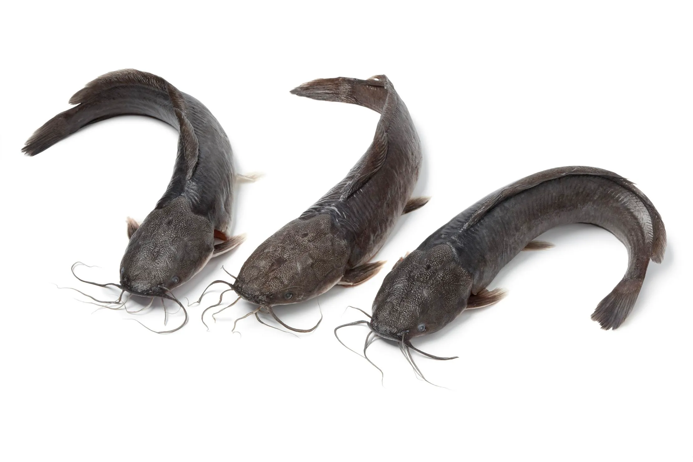 Poisson-chat frais cru prepare pour la fourniture aux hotels