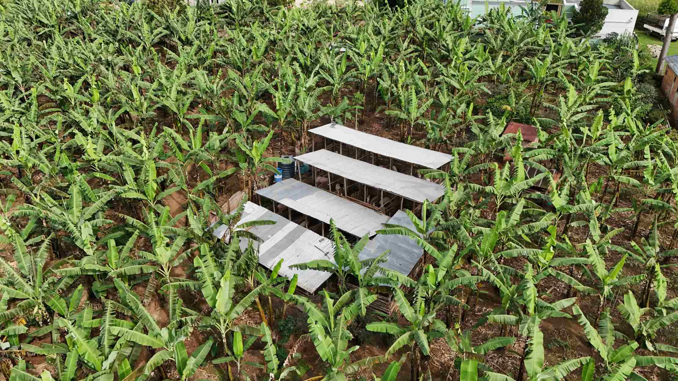 Plantation de bananes avec irrigation intelligente a la ferme Dynagric