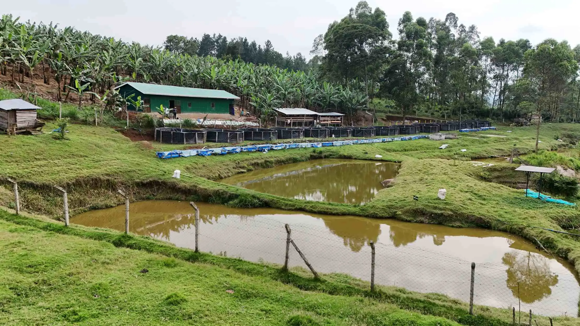 Vue aerienne de la ferme Dynagric Ecotours montrant les etangs et les champs dans le district de Bushenyi