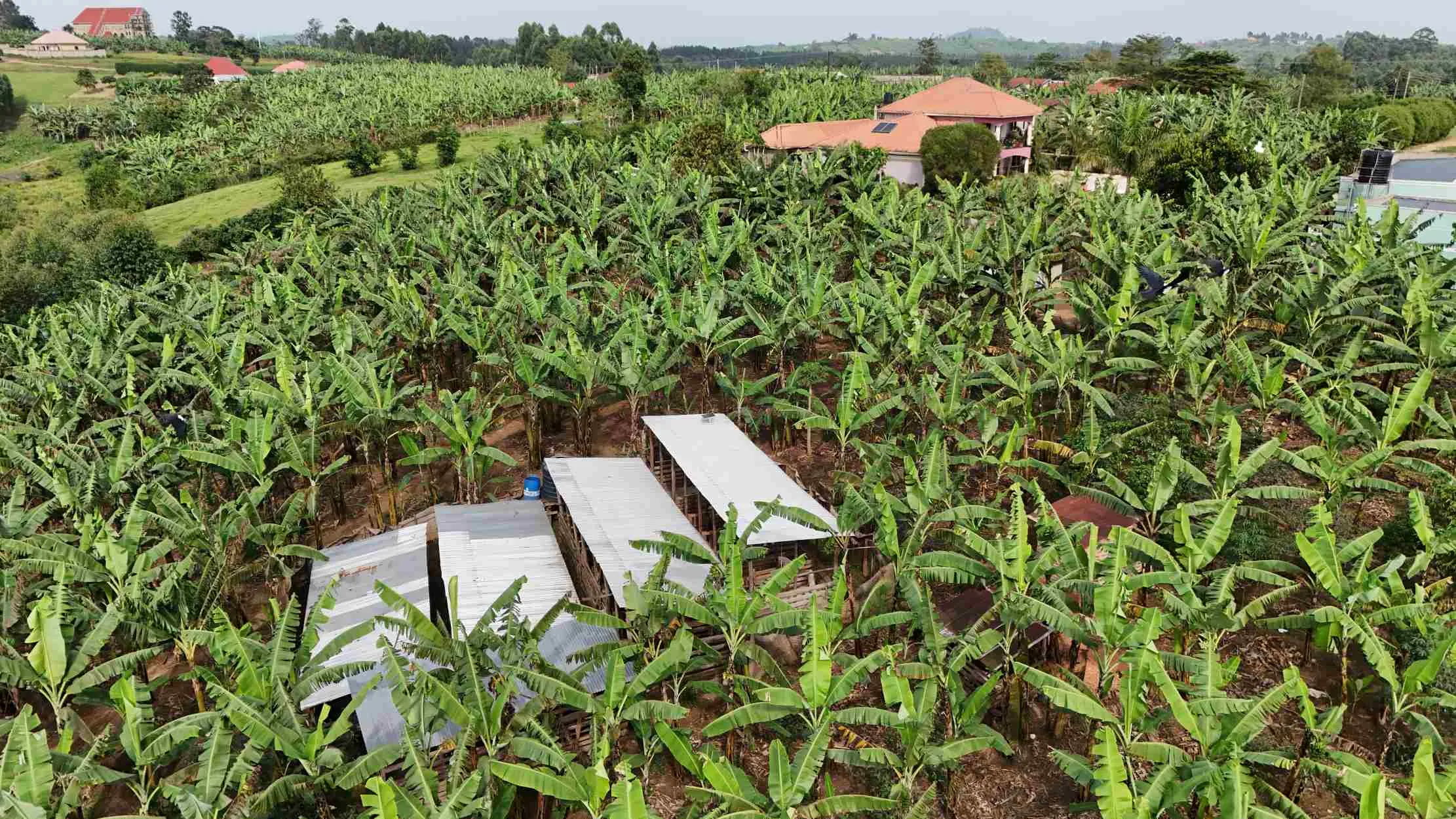 Porcherie et batiments agricoles vus par drone