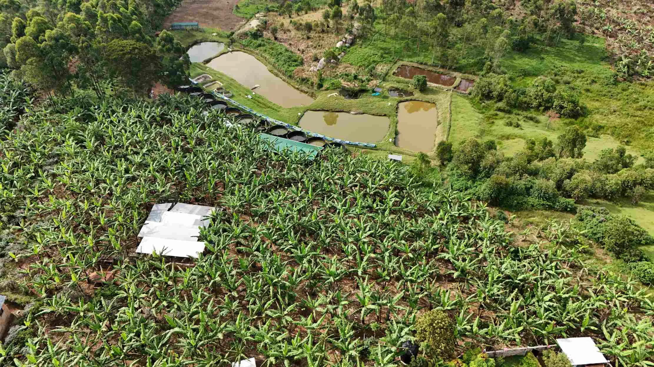 Banana plantation