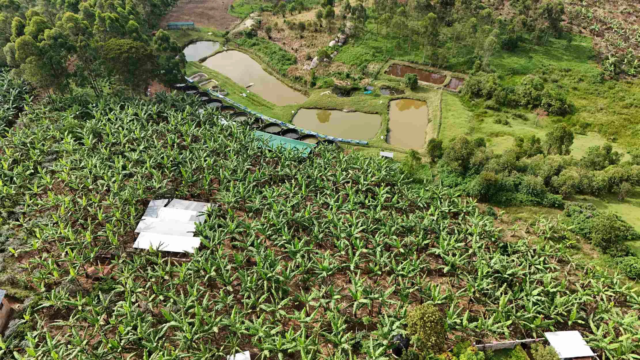 Vue drone des etangs a cote de la plantation