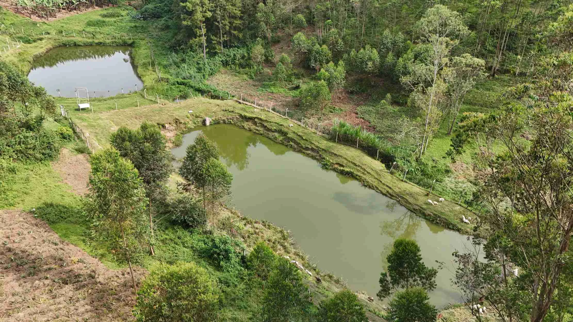 Deux etangs niches dans les collines verdoyantes