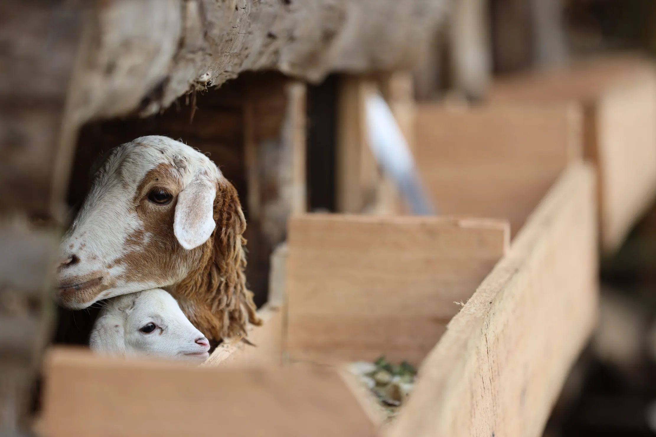 Chevre mere et chevreau dans l'enclos a Dynagric
