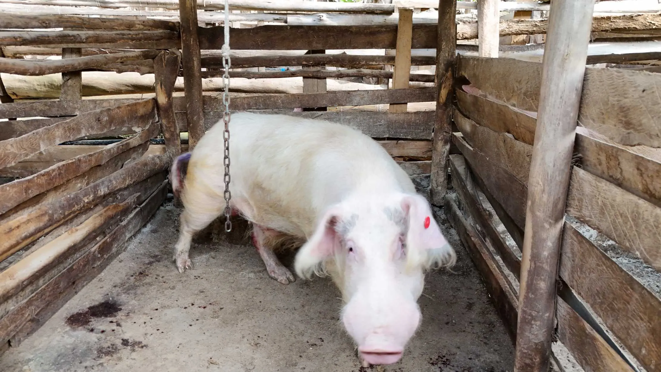 Gros plan d'un porc dans la porcherie