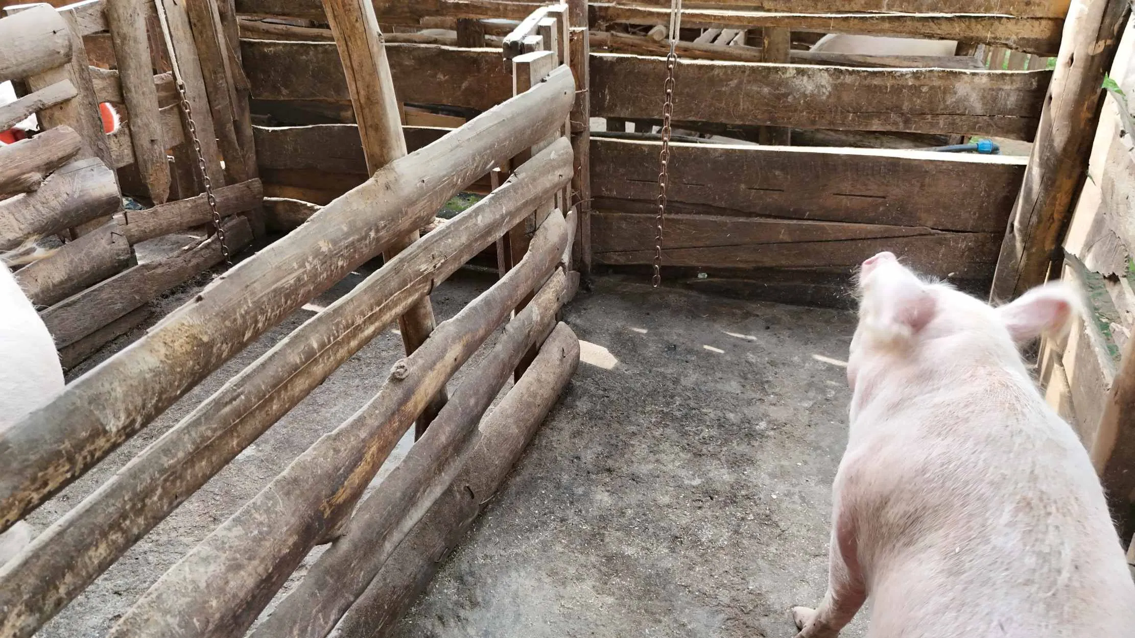 Porc au repos dans l'enclos de la porcherie