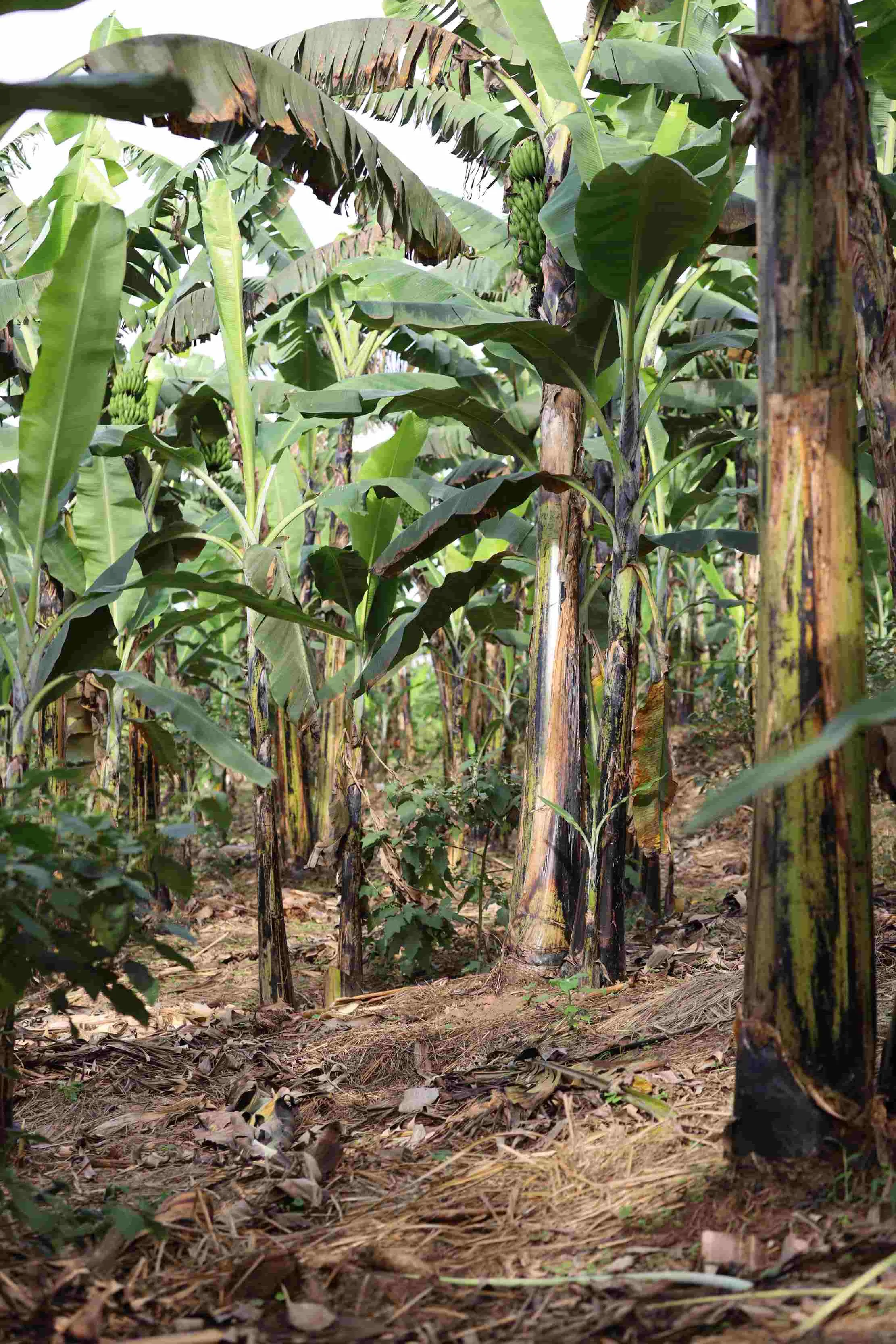 Interieur de la plantation de bananes
