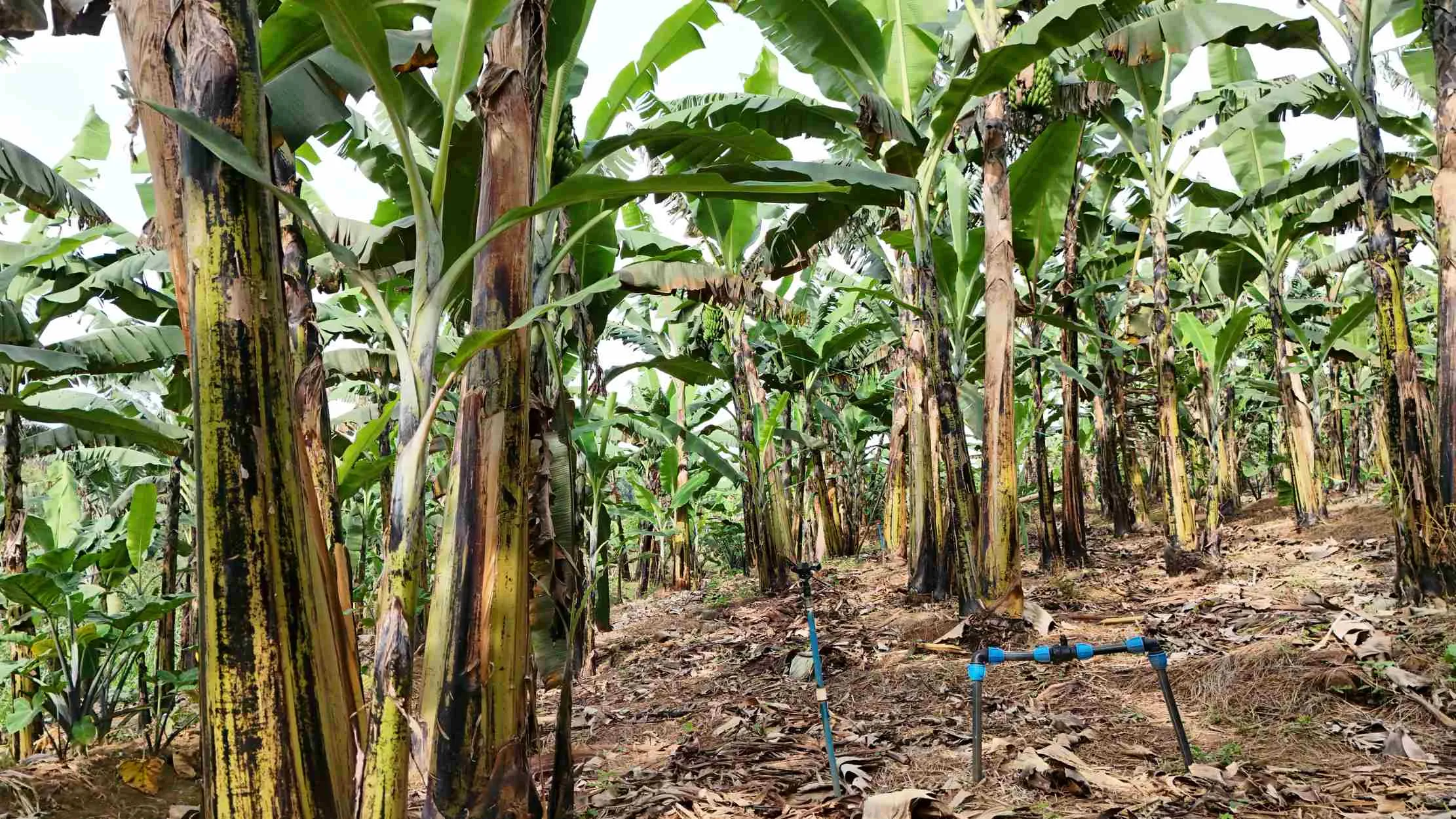 Plantation de bananes avec irrigation au sol