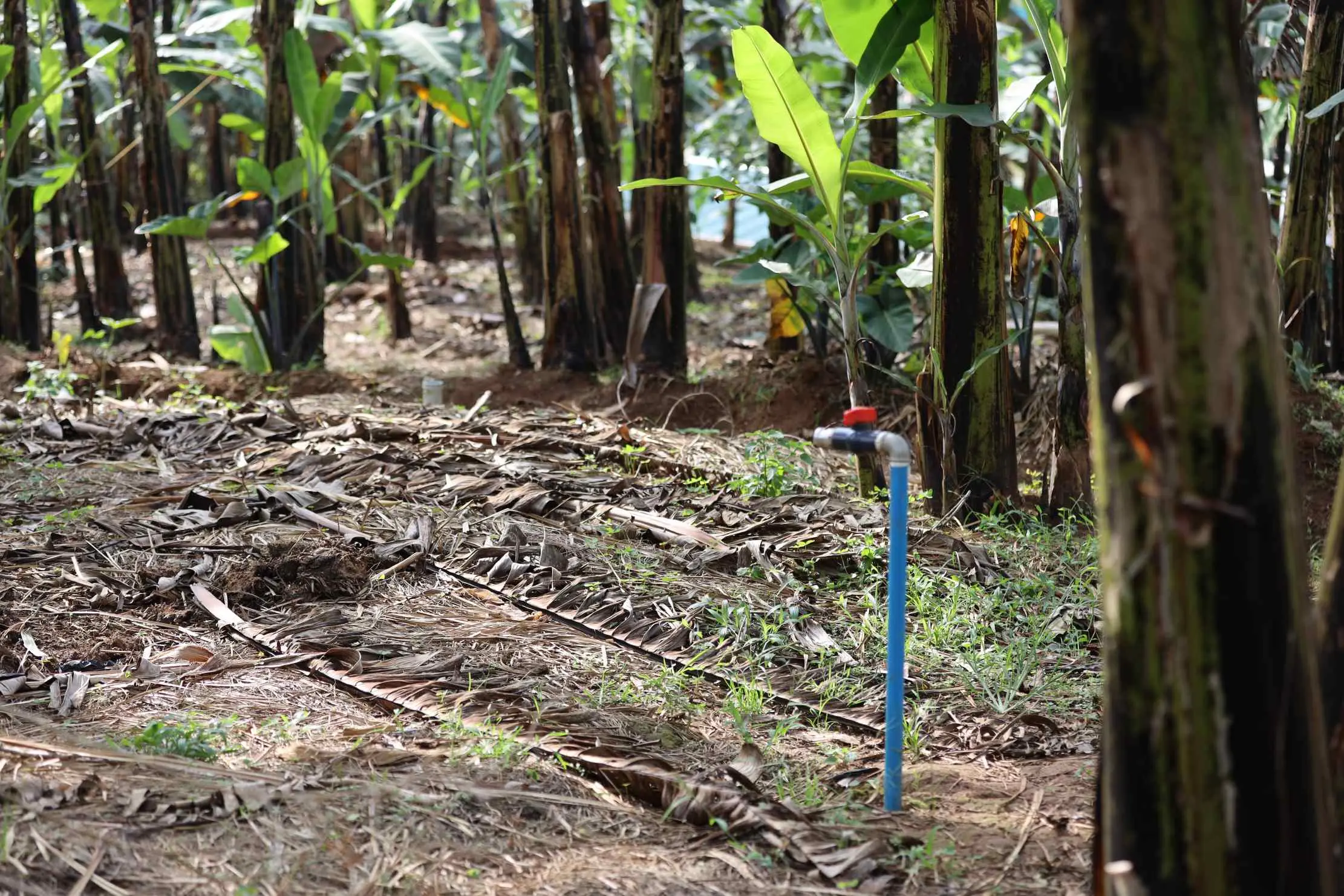 Systemes d'irrigation intelligents