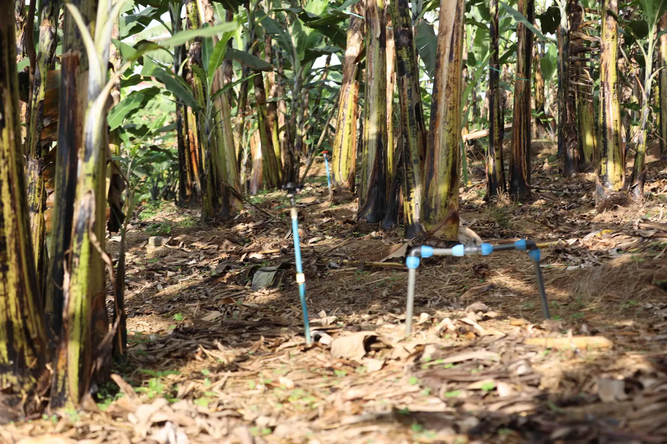 Plantation avec tuyaux d'irrigation