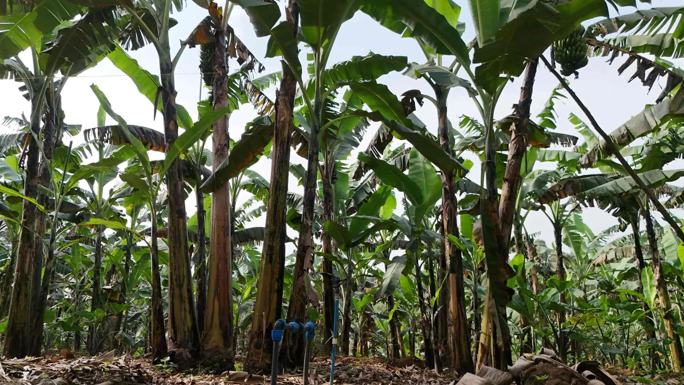 Grands bananiers avec systeme d'irrigation