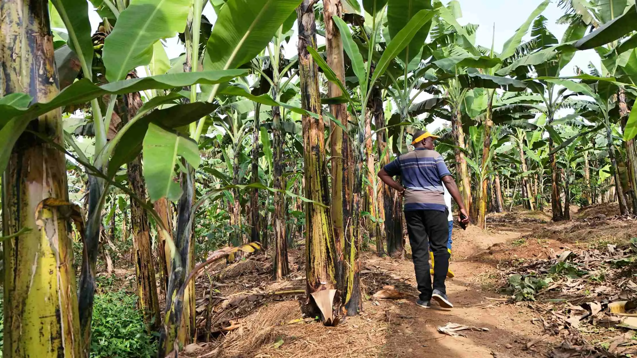 Homme marchant dans la plantation de bananes biologiques