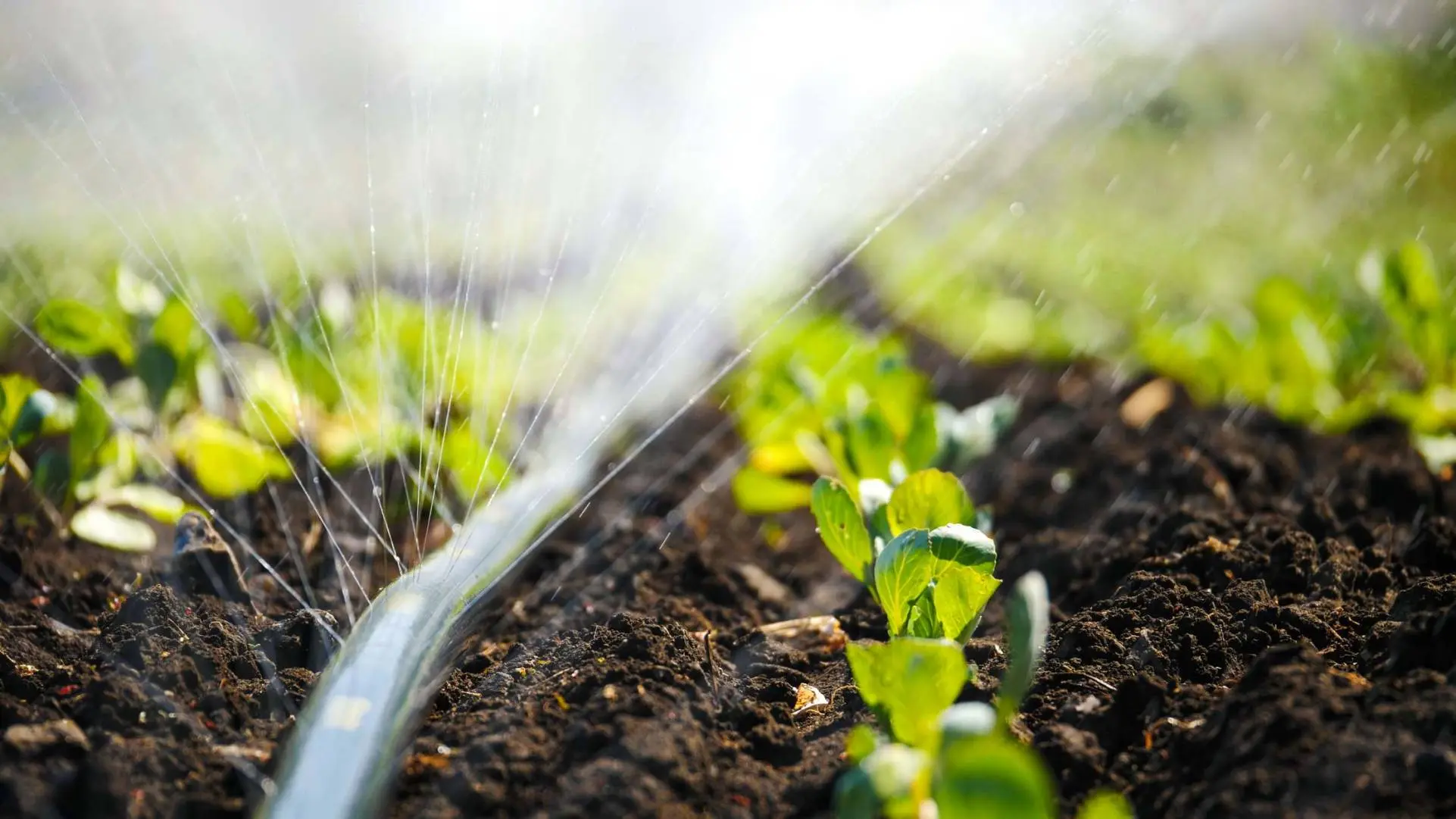 Semis sous irrigation a la ferme biologique Dynagric